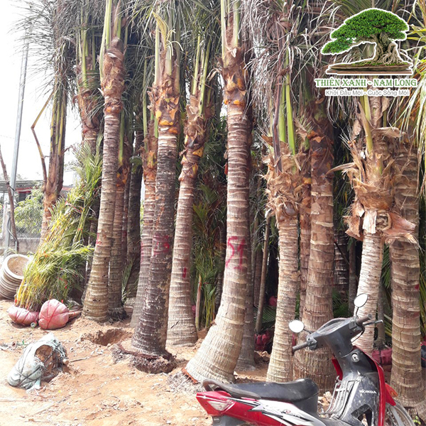 Cung cấp cây xanh
